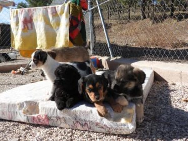 Tulip hätte kaum eine Chance gehabt