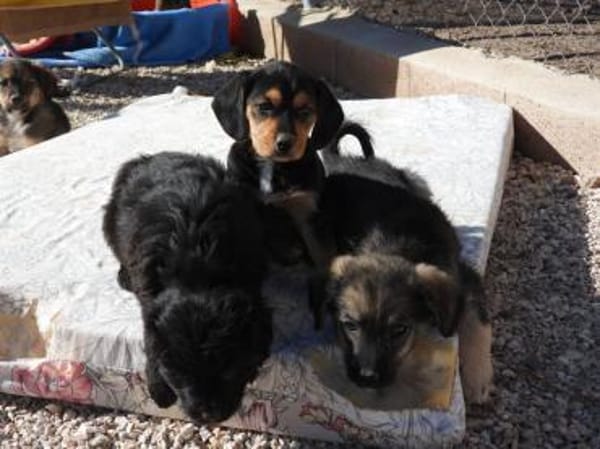 Tulip hätte kaum eine Chance gehabt