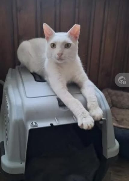 Guerro Albino-Löwe sucht Kuschelfamilie