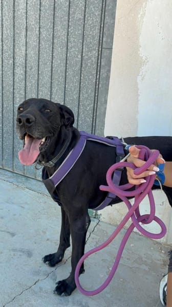 Tuca aus Tötung gerettet Ho