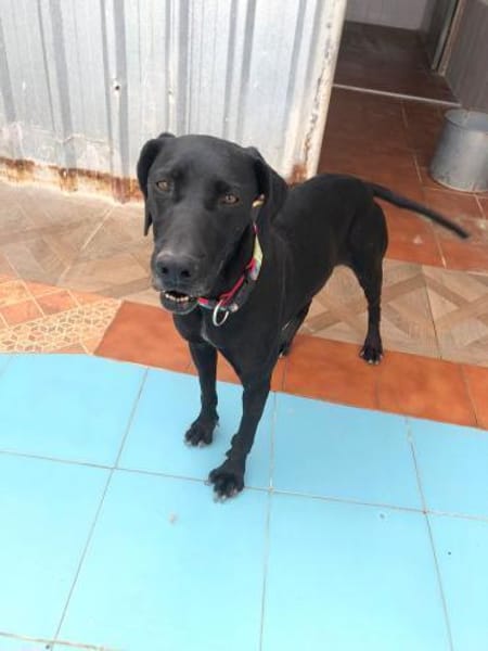 Tuca aus Tötung gerettet Ho