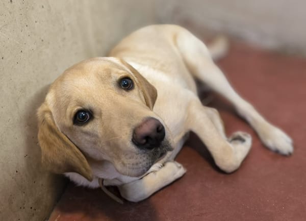 "COCO" dit ASCOT PAA24068