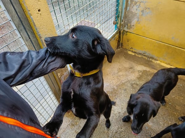 ACCRO (collier jaune)