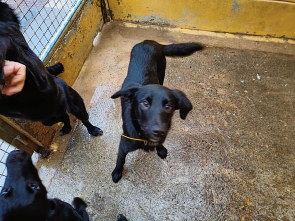 ACCRO (collier jaune)