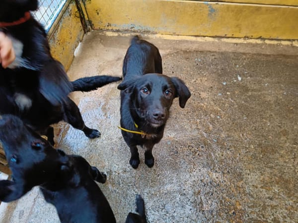 ACCRO (collier jaune)