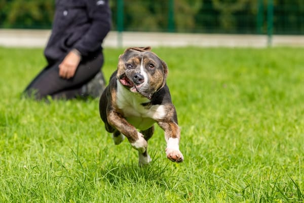 (Réservé) SHAWN OAA19835