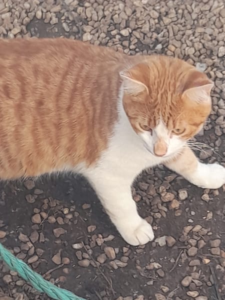 Arossa chatonne roux et blanc