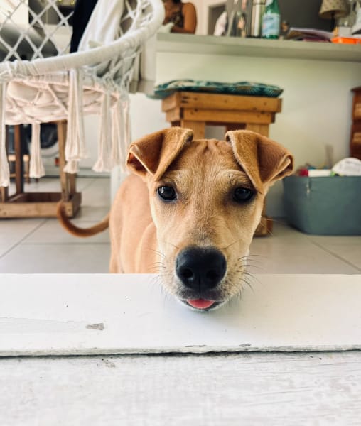 🐾 À L’ADOPTION – INDIE 🐾