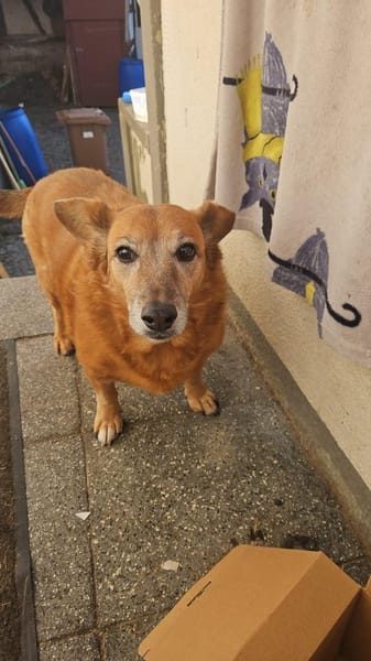 🐾 Zafira & Trixi  gemeinsam alt werden