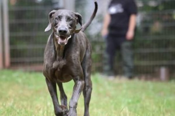 Gino sucht ein standfestes Zuhause