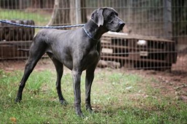 Gino sucht ein standfestes Zuhause