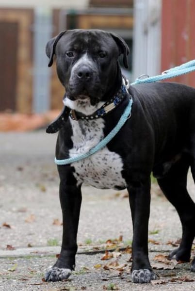 Digger sucht ein Zuhause