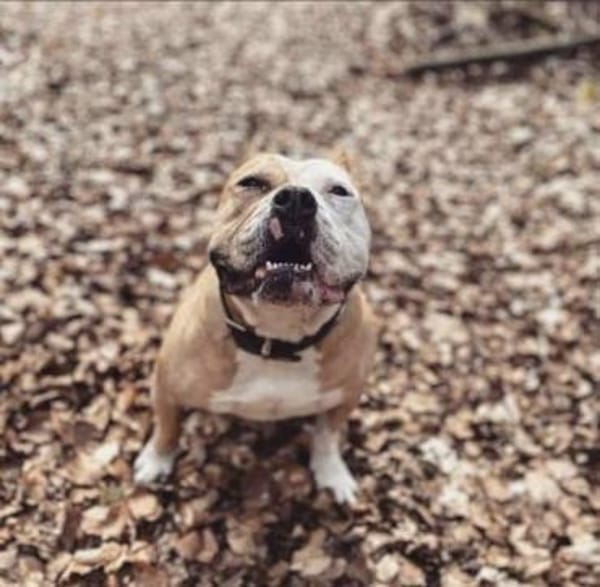 Amaro sucht ein Zuhause