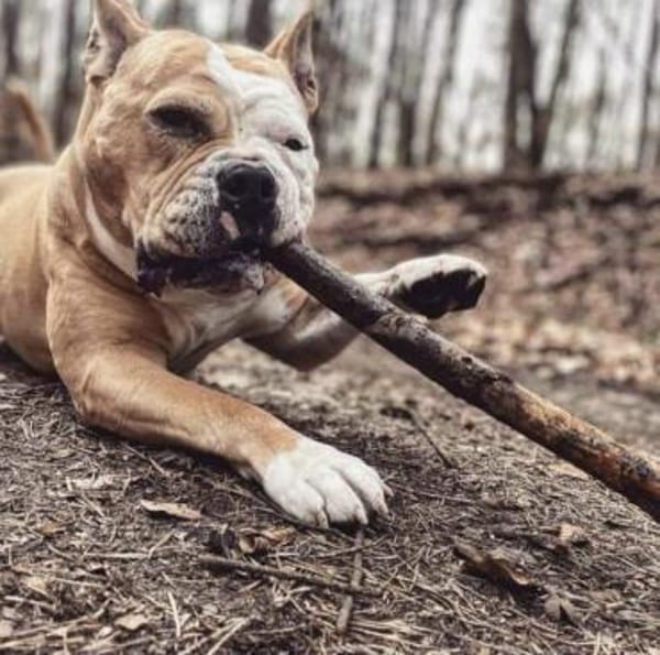 Amaro sucht ein Zuhause