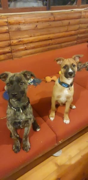 🐾 Imre  kleiner Herzensbrecher