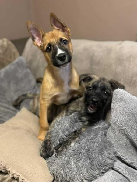 🐾 Imre  kleiner Herzensbrecher