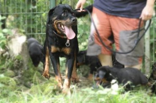 Mira sucht ein Zuhause