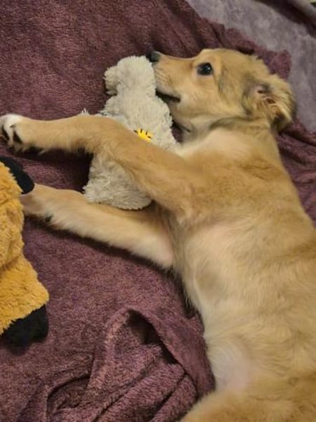 Cora neugieriges Hundemädchen