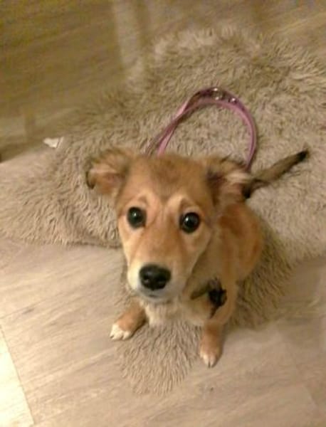 Cora neugieriges Hundemädchen