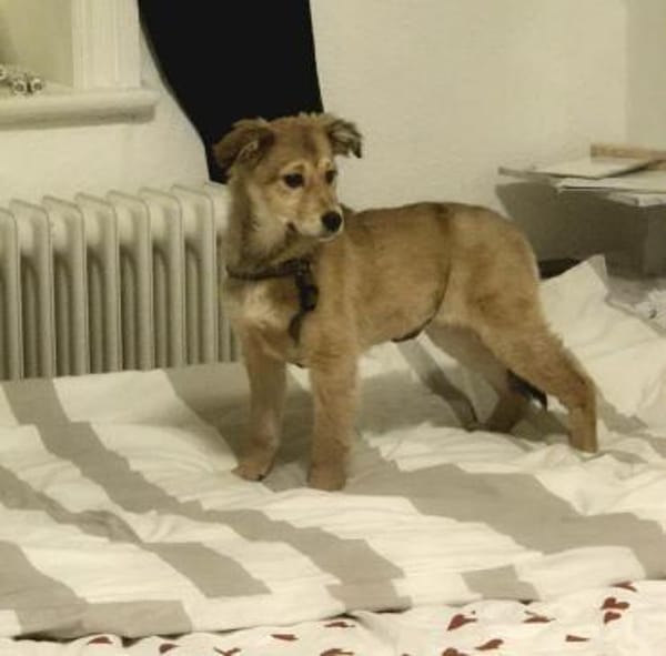 Cora neugieriges Hundemädchen