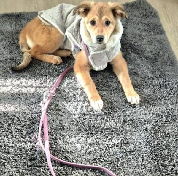 Cora neugieriges Hundemädchen