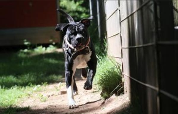 Lennox sucht ein stabiles Zuhause