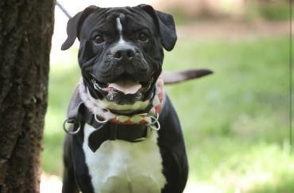 Lennox sucht ein stabiles Zuhause