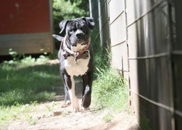 Lennox sucht ein stabiles Zuhause