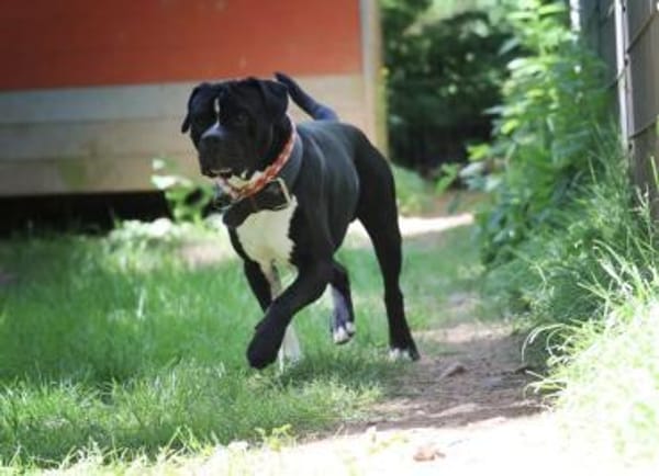 Lennox sucht ein stabiles Zuhause