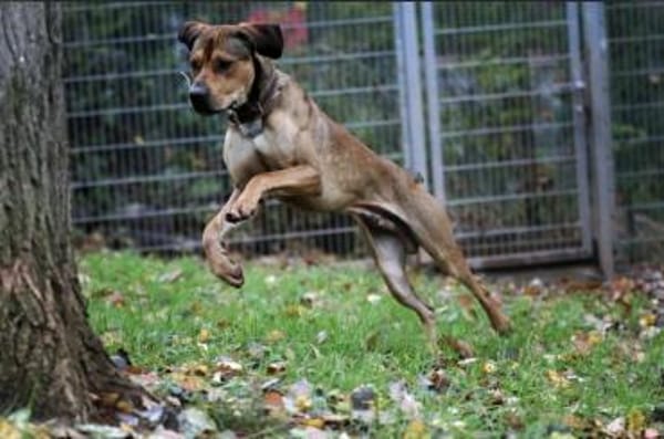 Tollpatsch Goofy sucht ein Zuhause