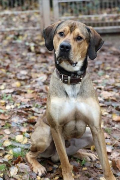 Tollpatsch Goofy sucht ein Zuhause