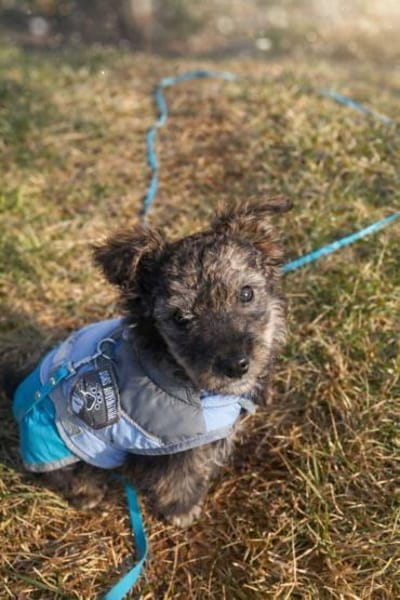 Nera - wuscheliges Hundemädchen