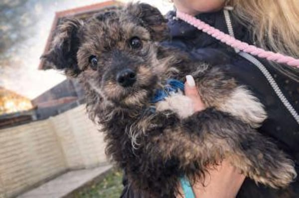 Nera - wuscheliges Hundemädchen