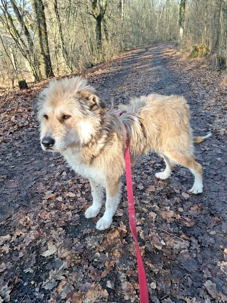 Hündin Betty sucht ein Zuhause