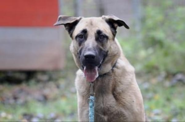 Bailey sucht ein großes Zuhause