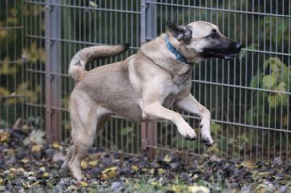 Bailey sucht ein großes Zuhause