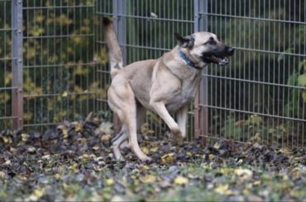 Bailey sucht ein großes Zuhause