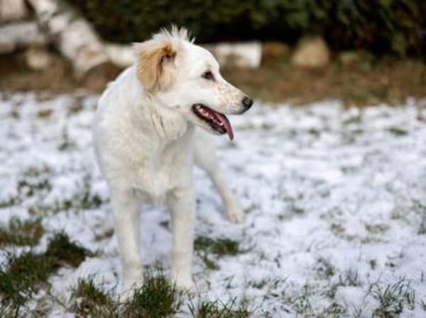 Qua möchte Sie begleiten