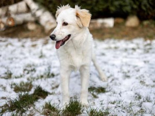 Qua möchte Sie begleiten