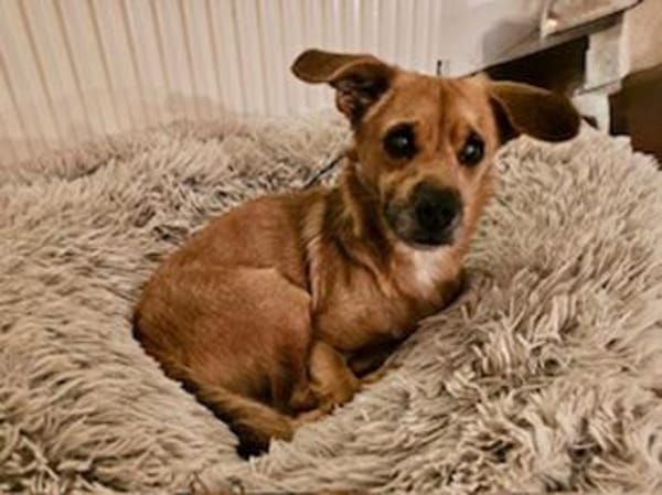 Liebenswerter Lollo sucht Zuhause