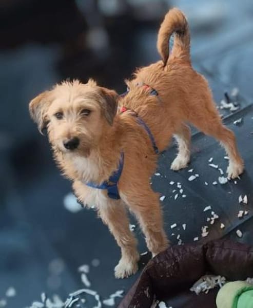 FLAPPI -freundlich & sportlich-