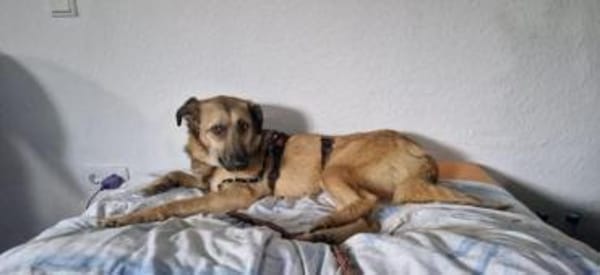 SAHARA -anhänglich, liebevoll & loyal-