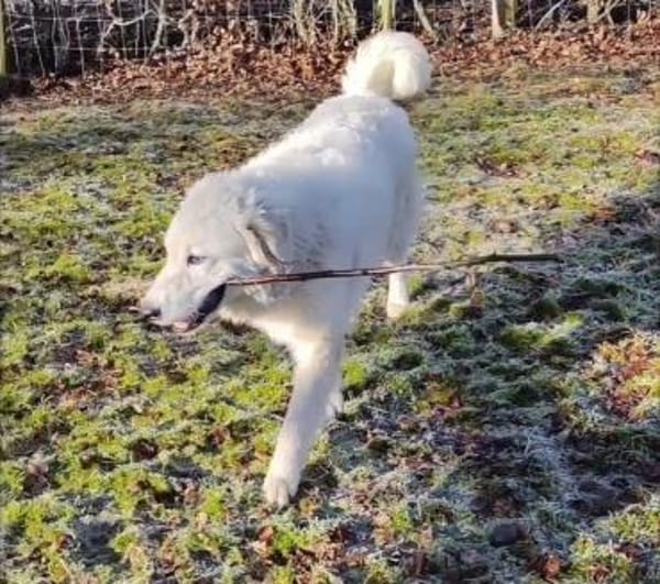 NEBBIA - fröhlich, intelligent, sozial💕