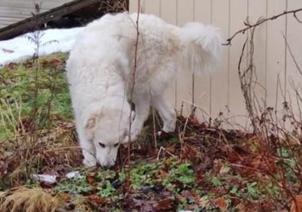 NEBBIA - fröhlich, intelligent, sozial💕