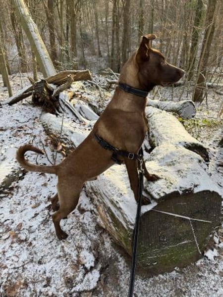 Powerpaket Sarotti sucht sein Zuhause