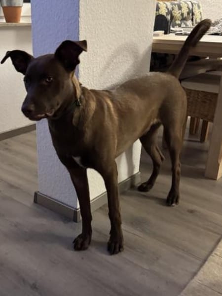 Powerpaket Sarotti sucht sein Zuhause