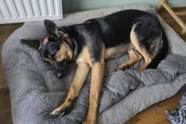 LOKI ca. 1.5 J. Schäfermix-Teenager