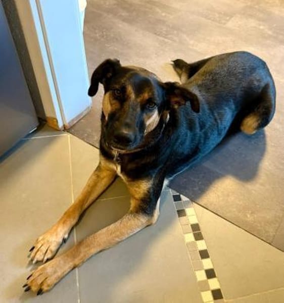 LOKI ca. 1.5 J. Schäfermix-Teenager