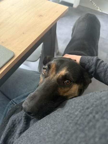 LOKI ca. 1.5 J. Schäfermix-Teenager