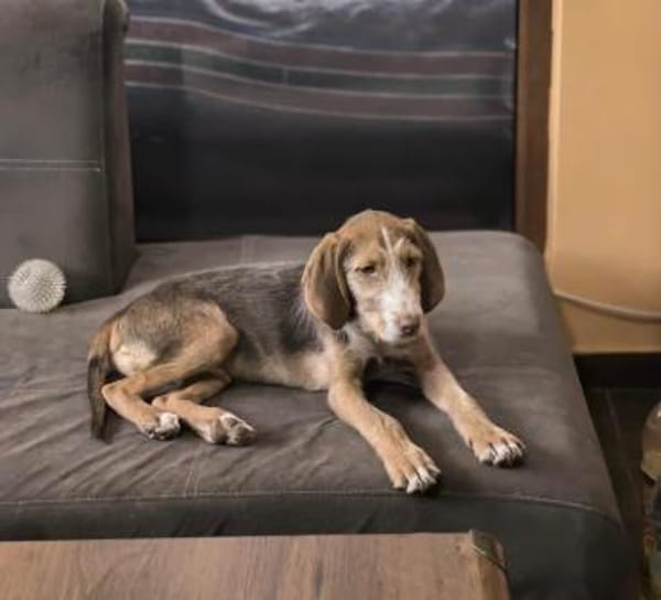 Rudolph einfach nur toll und lieb